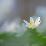 Spring bloomers